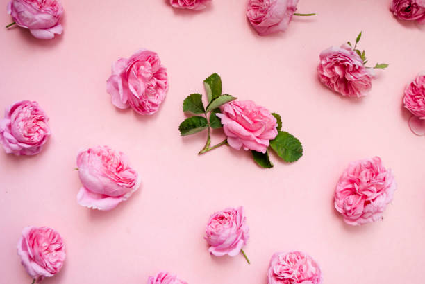 istock Flower arrangement. Pink roses on a pink background. Top view. Flat lay. 1250175122