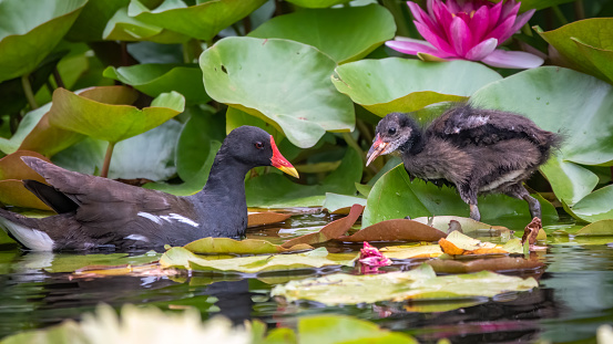 Common moorhen feeds its chick, Gallinula chloropus, water or swamp chicken.