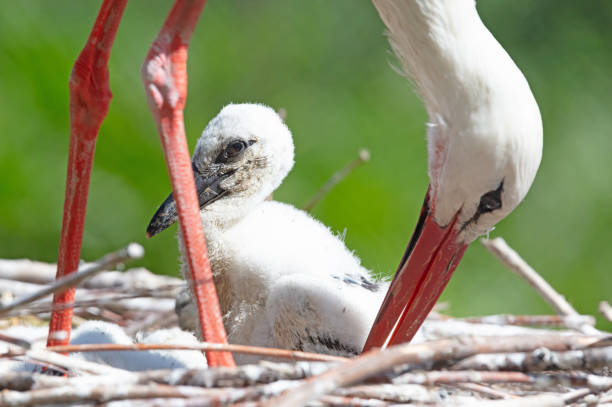 Chick of a white stork sitting on a nest (Ciconia Ciconia)