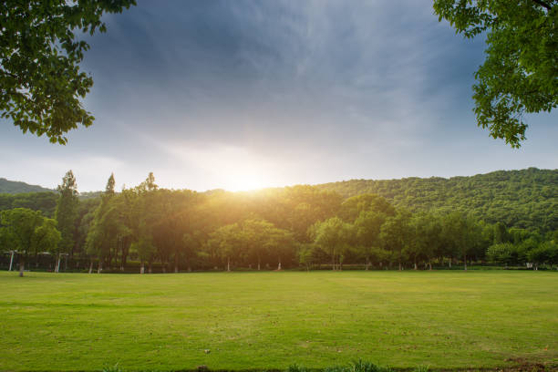 istock Park grass and dense woods under a clear sky in spring 1250178326