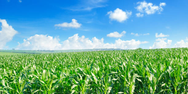istock Green corn field and bright blue sky. Wide photo 1250178336