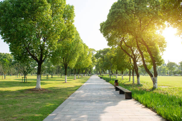 Park grass and dense woods under a clear sky in spring