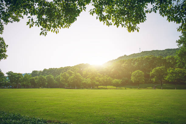 istock Park grass and dense woods under a clear sky in spring 1250178381