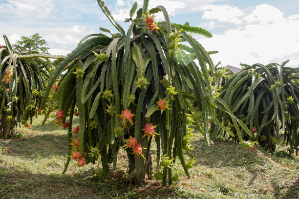 Field Of Dragonfruit Stock Photo - Download Image Now - Pitaya, Tree, Plant  - iStock