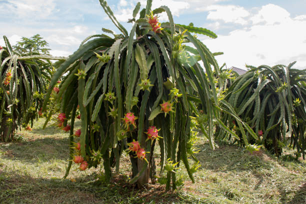 Field of dragon-fruit. Field of dragon-fruit plantation in Thailand, This is favorite fruit in Asia. dragon fruit flower stock pictures, royalty-free photos & images