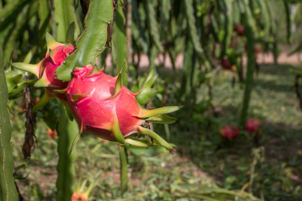 istock Field of dragon-fruit. 1250180315