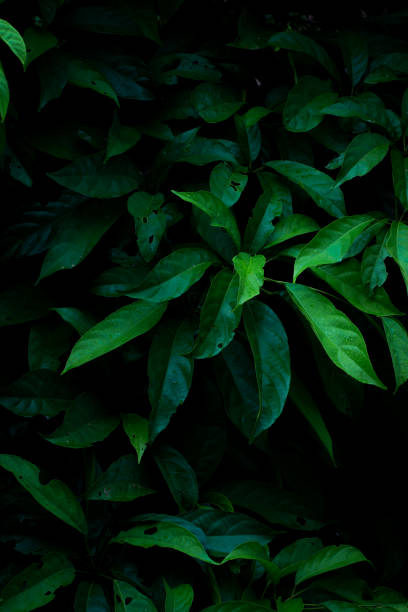 istock Green leaves background in dark light eco concept. 1250180410