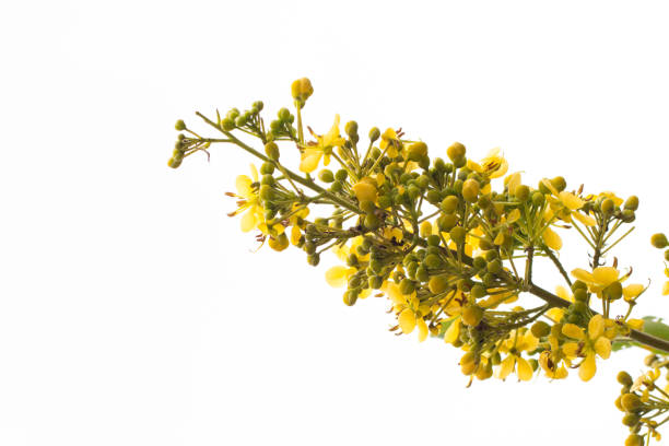 istock Cassod tree, Thai copper pod (Senna siamea (Lam.). 1250180445