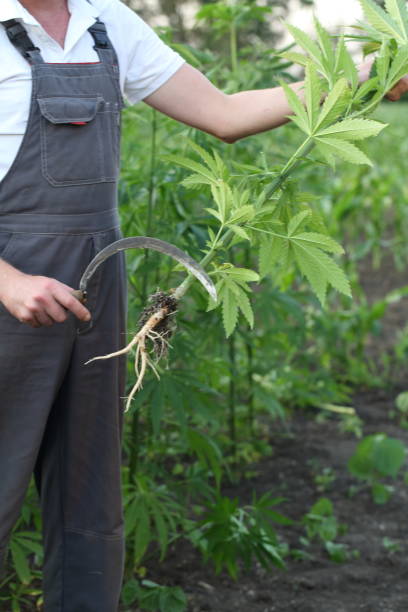 istock Farmer works in hemp field 1250181491