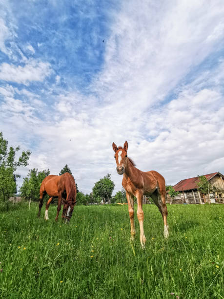 Foal and Mare on Pasture on Ranch.