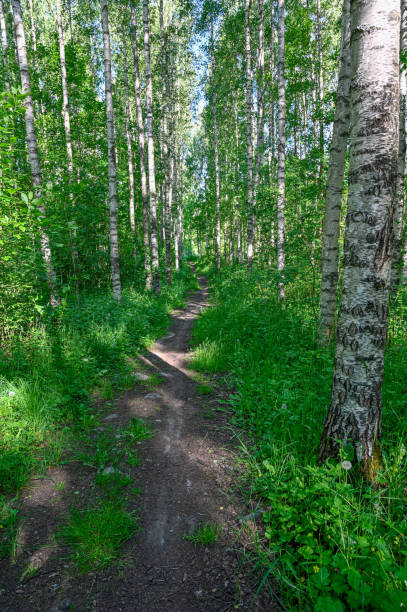 istock calming morning walk through green forest in shadows 1250181692