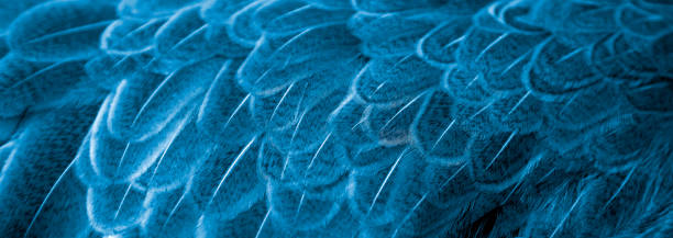 istock Beautiful blue feathers for making the background. 1250182604