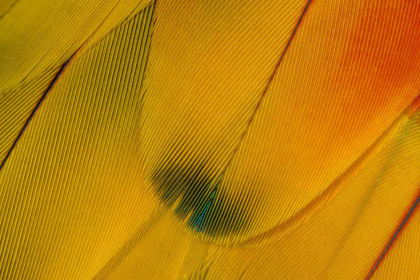 istock Scarlet macaw feathers in closeup 1250182606