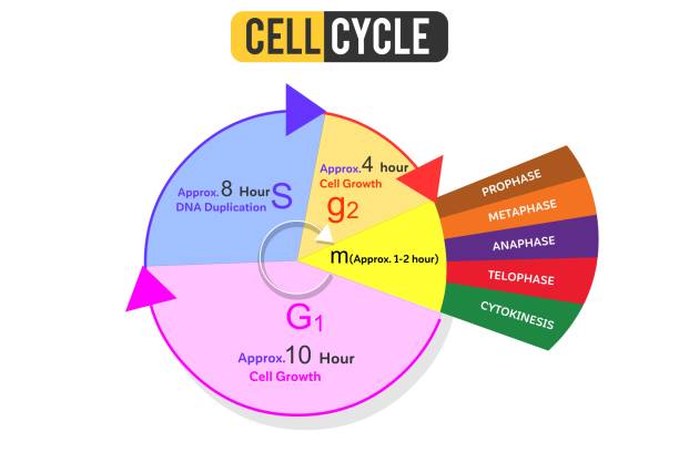 Cell cycle Cell cycle mitosis stock illustrations