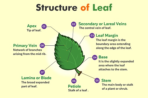 Structure of Leaf