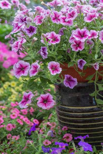 istock Spring outdoor dense colored morning glory，Pharbitis nil (L.) Choisy 1250184003