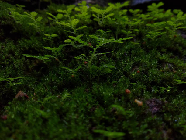 istock Beautiful Green moss in the forest 1250186561