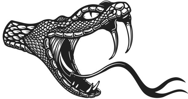 ilustrações de stock, clip art, desenhos animados e ícones de illustration of head of poisonous snake in engraving style. design element for label, emblem, sign, badge. vector illustration - snake cobra cartoon rattlesnake