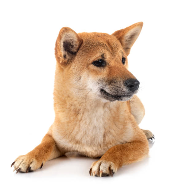 istock shiba inu 1250188213