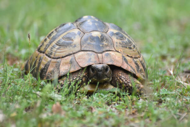 istock Hermann's tortoise (Testudo hermanni) in the forest 1250188472