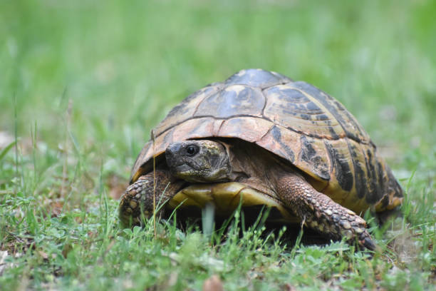 istock Hermann's tortoise (Testudo hermanni) in the forest 1250188479