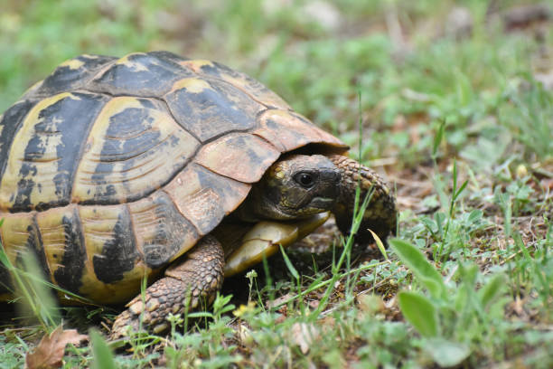 istock Hermann's tortoise (Testudo hermanni) in the forest 1250188760
