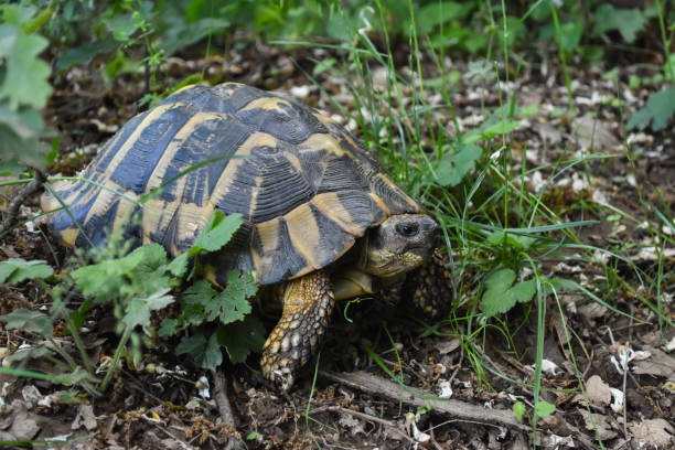istock Hermann's tortoise (Testudo hermanni) in the forest 1250188767