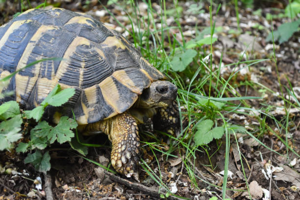 istock Hermann's tortoise (Testudo hermanni) in the forest 1250188867
