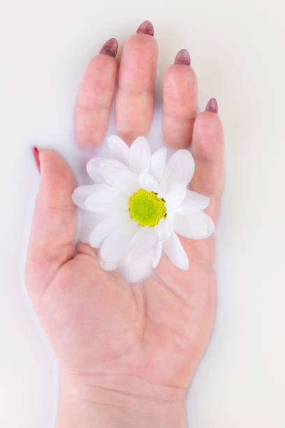 istock Female hand holds a white flower in a milk bath. 1250189707