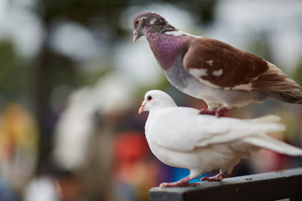 Two pigeons stood on a black shelf，Pigeon standing. Dove or pigeon on blurry background. Pigeon concept photo.
