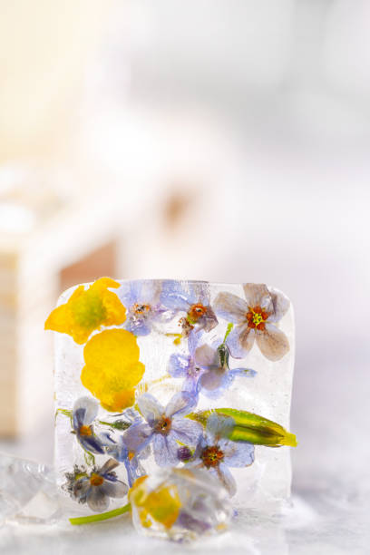 Transparent ice cubes with frozen flowers inside. Creative concept for decorating drinks. Close-up.