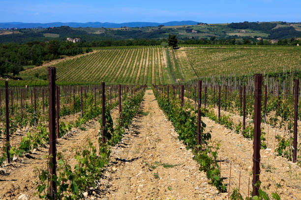 istock Typical scenary of Crete Senesi 1250191220