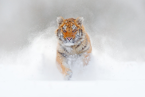 Tigre corriendo en la nieve, naturaleza salvaje invierno. Tigre siberiano Amur, Panthera tigris altaica, escena de vida silvestre con animal peligroso. Invierno frío en taiga, Rusia. Copos de nieve blancos con gato salvaje. photo
