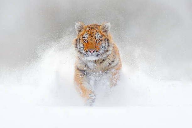 tigre che corre nella neve, natura selvaggia invernale. tigre dell'amur siberiano, panthera tigris altaica, scena faunistica con animali pericolosi. inverno freddo in taiga, russia. fiocchi di neve bianchi con gatto selvatico. - siberia river nature photograph foto e immagini stock