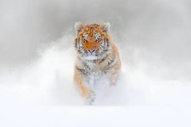 Tiger running in the snow, wild winter nature. Siberian Amur tiger, Panthera tigris altaica, wildlife scene with dangerous animal. Cold winter in taiga, Russia. White Snowflakes with wild cat.