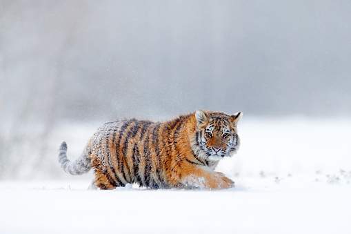 Tiger in wild winter nature, running in the snow. Siberian tiger, Panthera tigris altaica. Action wildlife scene with dangerous animal. Cold winter in taiga, Russia. Snowflakes with wild cat.