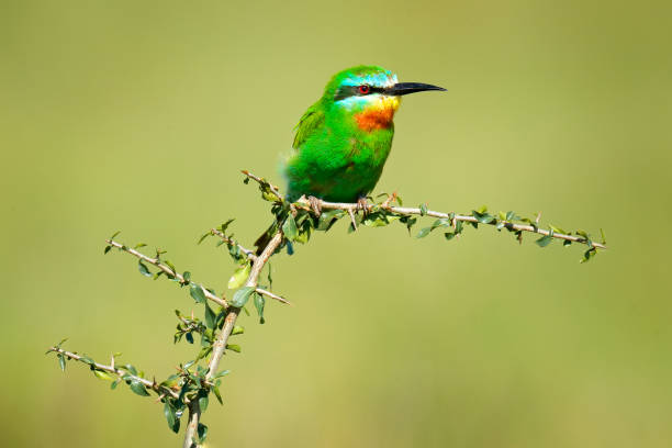 Blue-cheeked bee-eater, Merops persicus, detail of exotic green and yellow african bird with red eye in the nature habitat, Okavango, Botswana, Africa. Wildlife scene form nature. Bee-eater in Moremi. desmiente de abejas de mejilla azul, merops persicus, detalle de ave africana verde y amarilla exótica con ojos rojos en el hábitat de la naturaleza, okavango, botswana, africa. la escena de la vida silvestre forma la naturaleza. come abejas en moremi.