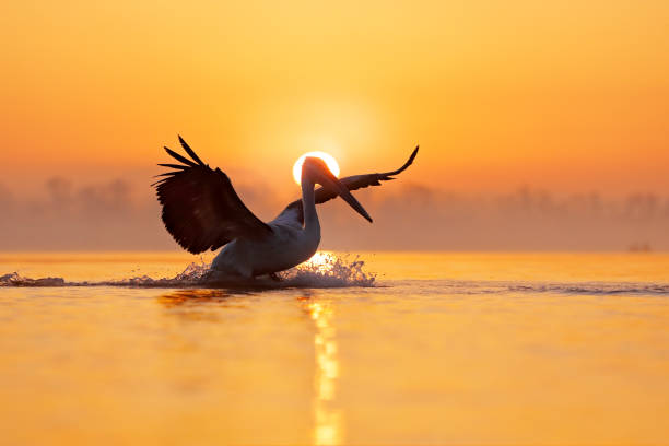 oiseau avec le lever du soleil du matin. pélican dalmate, pelecanus crispus, dans le lac kerkini, grèce. pélican avec des ailes ouvertes. scène de la faune de la nature européenne. ciel bleu oiseau et orange. - pelican beak open bird photos et images de collection