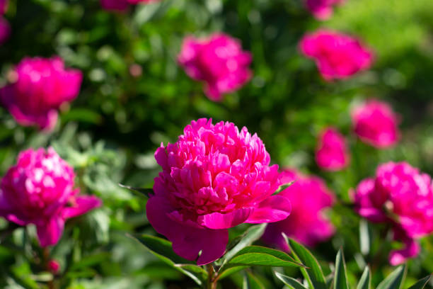 istock Georgeous pink peony in a full bloom. CLose up. 1250191808