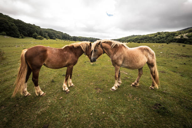 Horses in love