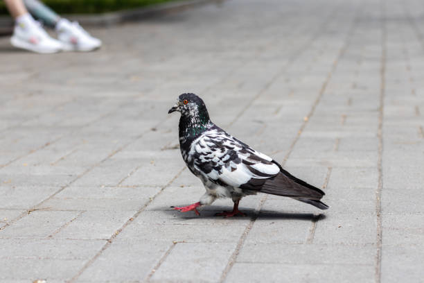 istock City pigeon on the pavement 1250193104