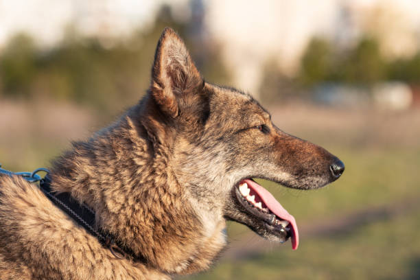 istock Portrait of a big dog 1250193170
