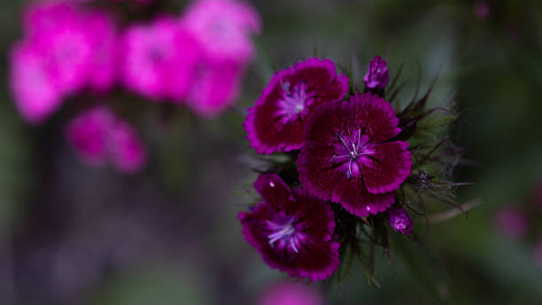 istock Beautiful flowers on a green grass background 1250193325