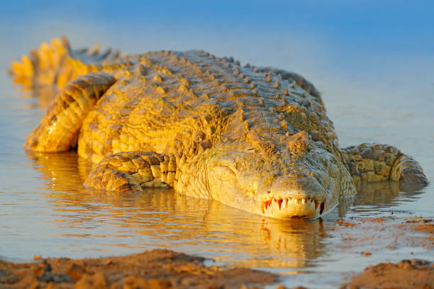 istock Crocodile with beautiful evening light. Nile crocodile, Crocodylus niloticus, with open muzzle, in the river bank, Okavango delta, Moremi, Botswana. Wildlife scene  from African nature. 1250193408