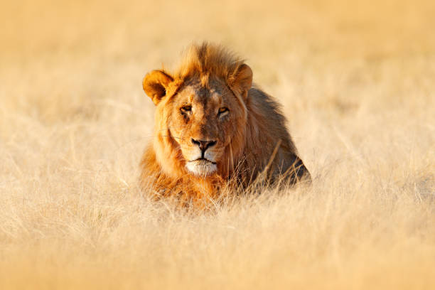 grande leão-velho na grama, retrato facial de animal perigoso.  cena da vida selvagem da natureza. animal no habitat, bela luz da noite. - kruger national park national park southern africa africa - fotografias e filmes do acervo