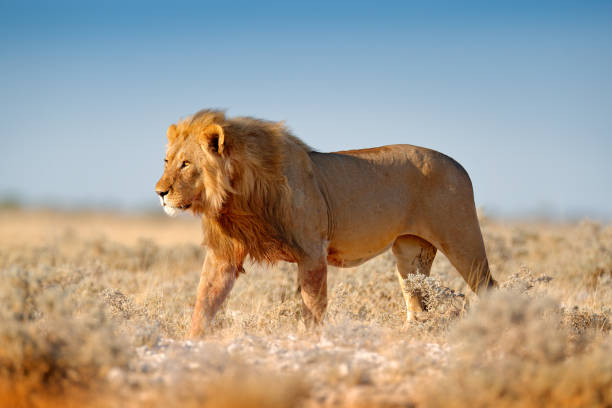 istock Big lion with mane in Etosha, Namibia. African lion walking in the grass, with beautiful evening light. Wildlife scene from nature. Aninal in the habitat. 1250193607
