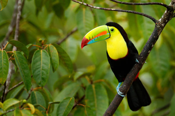 Toucan sitting on the branch in the forest, green vegetation, Panama. Nature travel in central America. Keel-billed Toucan, Ramphastos sulfuratus, bird with big bill. Wildlife Panama. stock photo