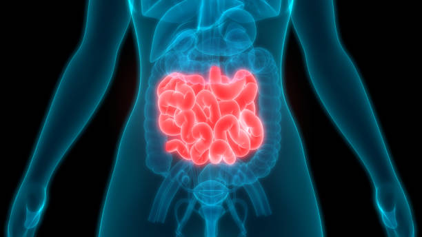 anatomie de l’intestin grêle du système digestif humain - intestin grêle humain photos et images de collection
