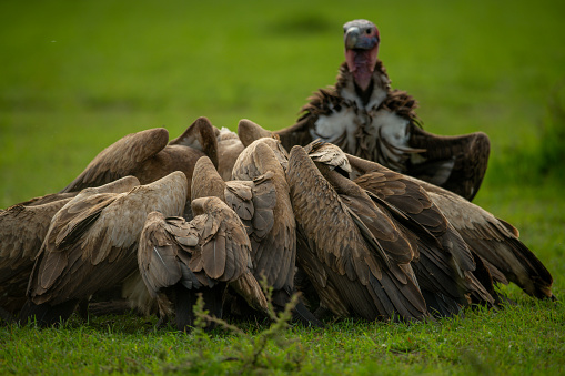 Lappet-faced vulture watches African white-backed vultures feed