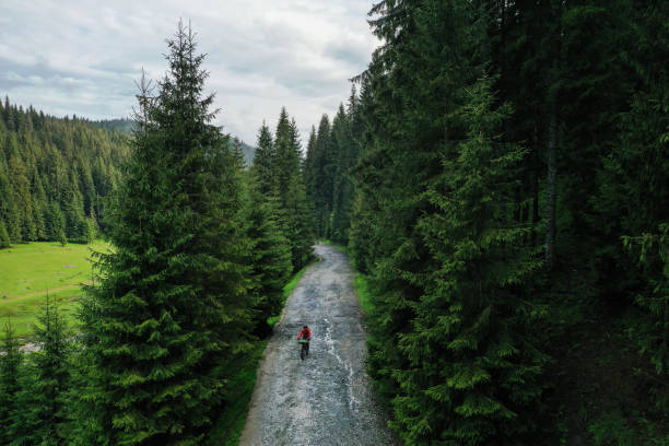 Drone photograph with a mountain biker through a pine forest cycling on a gravel road. Adventure cycling concept. stock photo